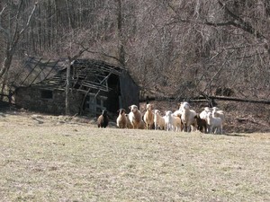 Fleetwood Farm