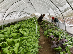 Green Wagon Farm