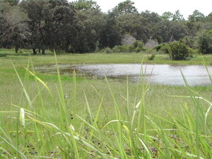 localgrassfedbeef