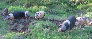 Chehalis Valley Farm