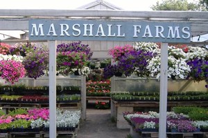 Marshall Farms