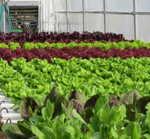 Blue Ridge Farm Hydroponics