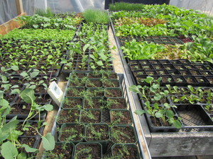 peacetree organic plants