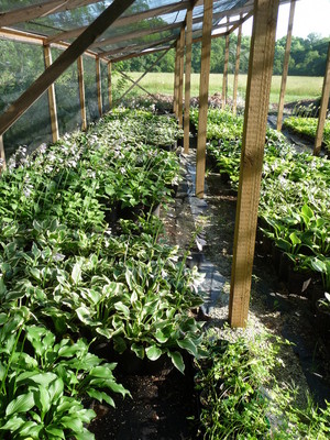 Claire's Garden