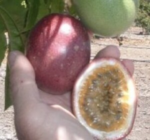 White Dove Passion Fruit Farm California