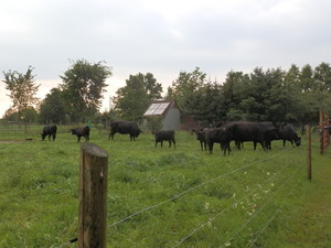 Rosebriar Farms grass fed Wagyu Beef