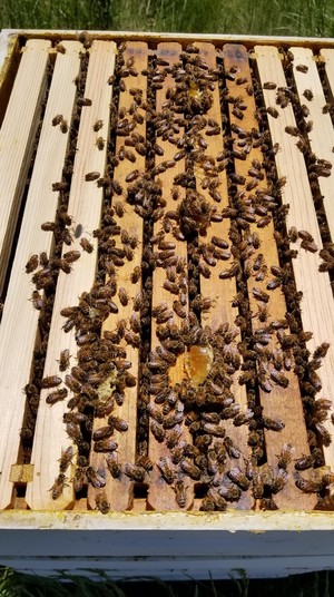 Honeysuckle Farm