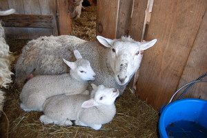 A Wrinkle in Thyme Farm