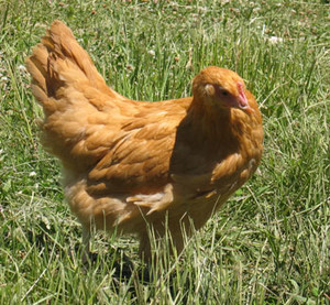 Darby Farms