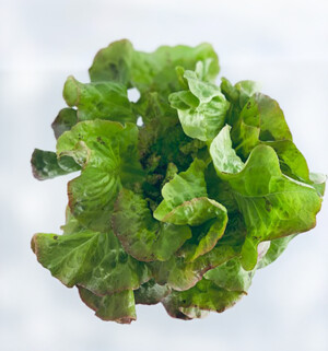 Organic Aqua Fresh, Inc