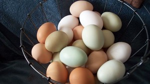 Sunny Side Dairy