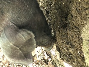 Thicket Hill Farm