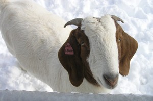 Hickory Lick Goat Farm