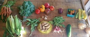 Seedswell Vegetable Farm
