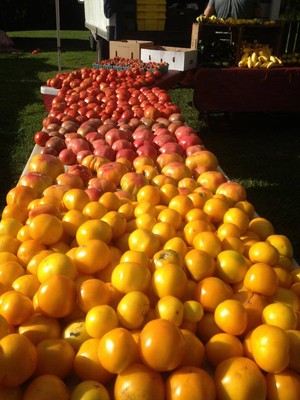 Daffodil Hill Growers