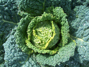 Fiddlehead Farm