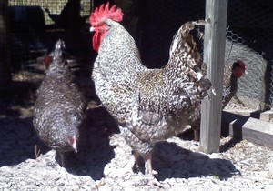 Cheep Peeps Poultry-Farm Fresh Eggs/Pet Chickens/Pet Turkeys