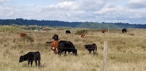 Scio Farms LLC