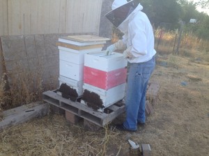 Orangevale Family Farms