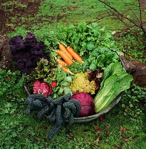 Fredberg Farms