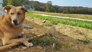 Good Dog Farm