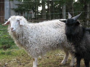 The O.G. Farm