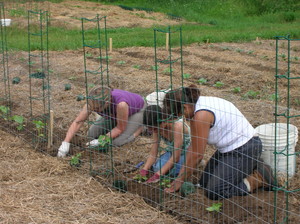 Maggie's Farm