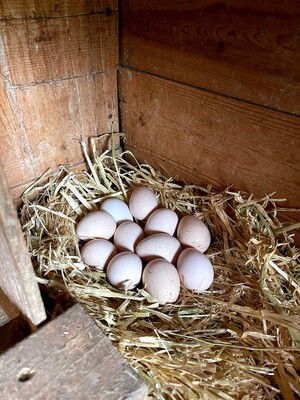 Bexhill Farm
