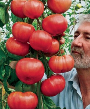 Sustainable Dream Greenhouses