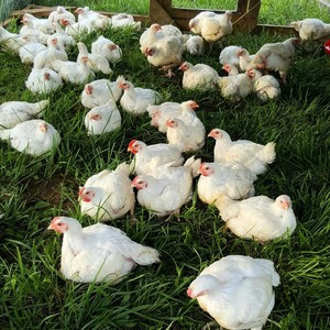 Chadwick Grass Farms