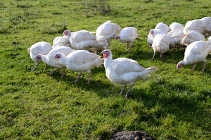 Red Cardinal Farm