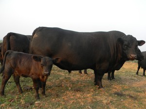 Clear Valley Farm
