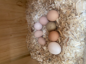 Kikuchi Farm Fresh