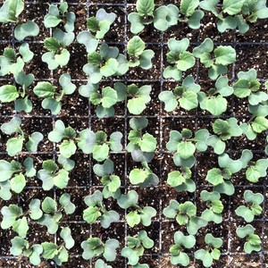 Pachamama Farm & Wellness