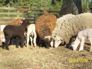 Legacy Farm