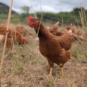 Robariah Farms