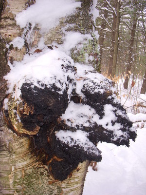 Michigan Mushrooms LLC