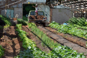 Virginia Vegetable Company