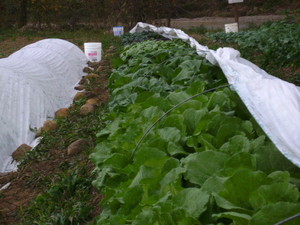 Musick Mountain Farm