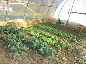 Koelbel Farm