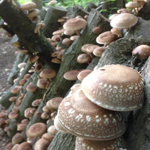 7 Falls Mushroom Farm