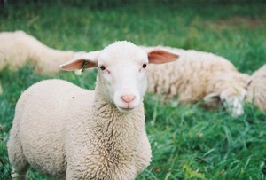 Pastured Meats at East Hill Farm