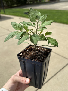 Nardozzi's Nursery