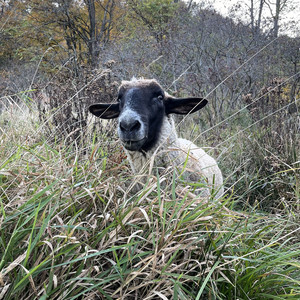 Wormuth Farm