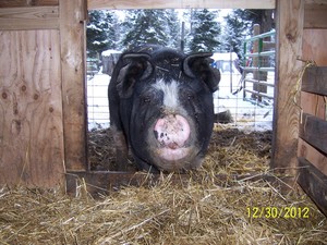 Wilderness Farms