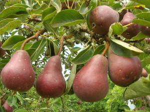 Territorial Road Orchard