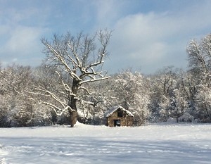 Shady Fox Farm