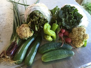 Clark's Elioak Farm- Produce