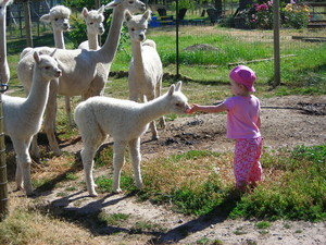 Paradise Alpaca Ranch