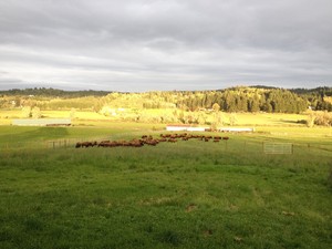 Green Fields Bison Ranch